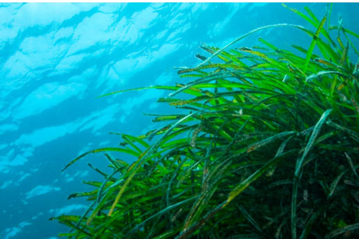 El secreto mejor guardado del Mediterráneo: la planta más longeva del planeta vive en España