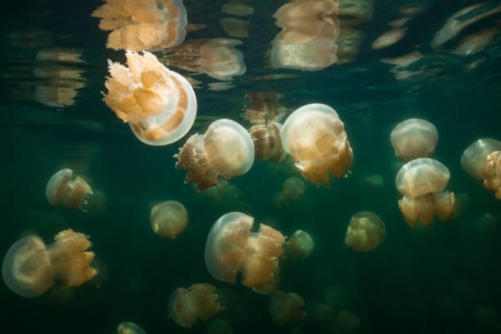 El lago de medusas doradas: un ecosistema único en el corazón del Pacífico