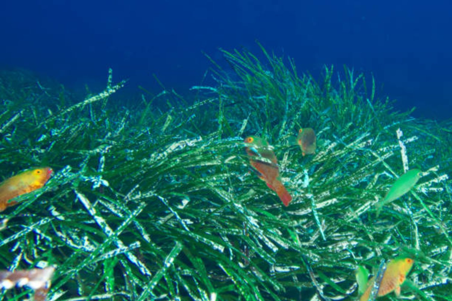 El secreto mejor guardado del Mediterráneo: la planta más longeva del planeta vive en España