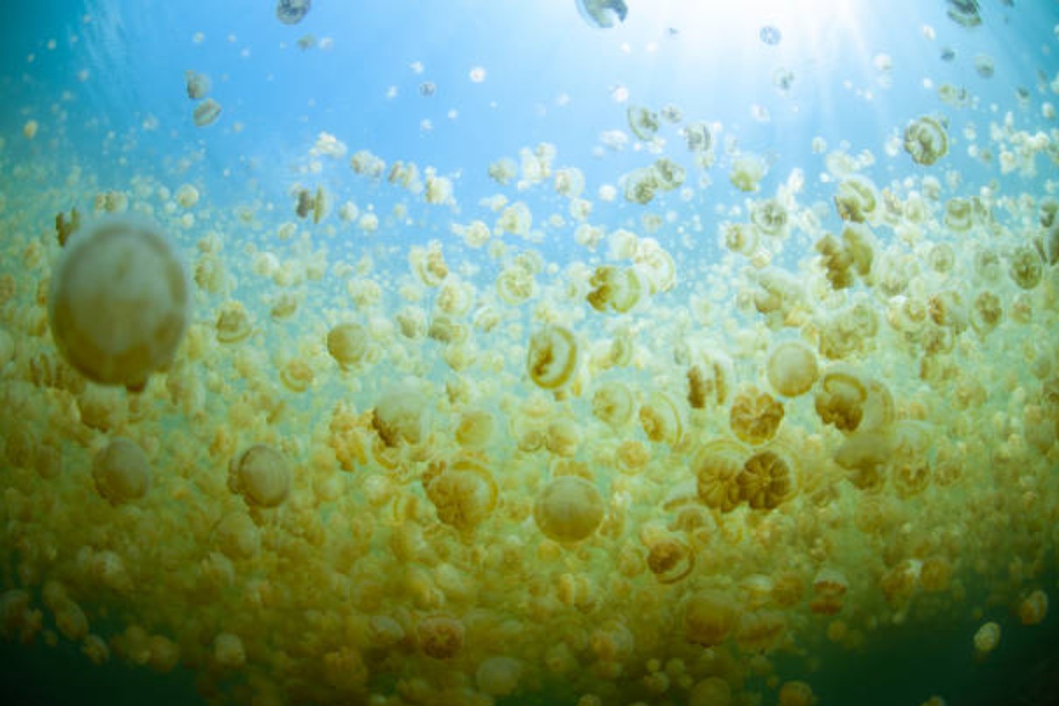 El lago de medusas doradas: un ecosistema único en el corazón del Pacífico