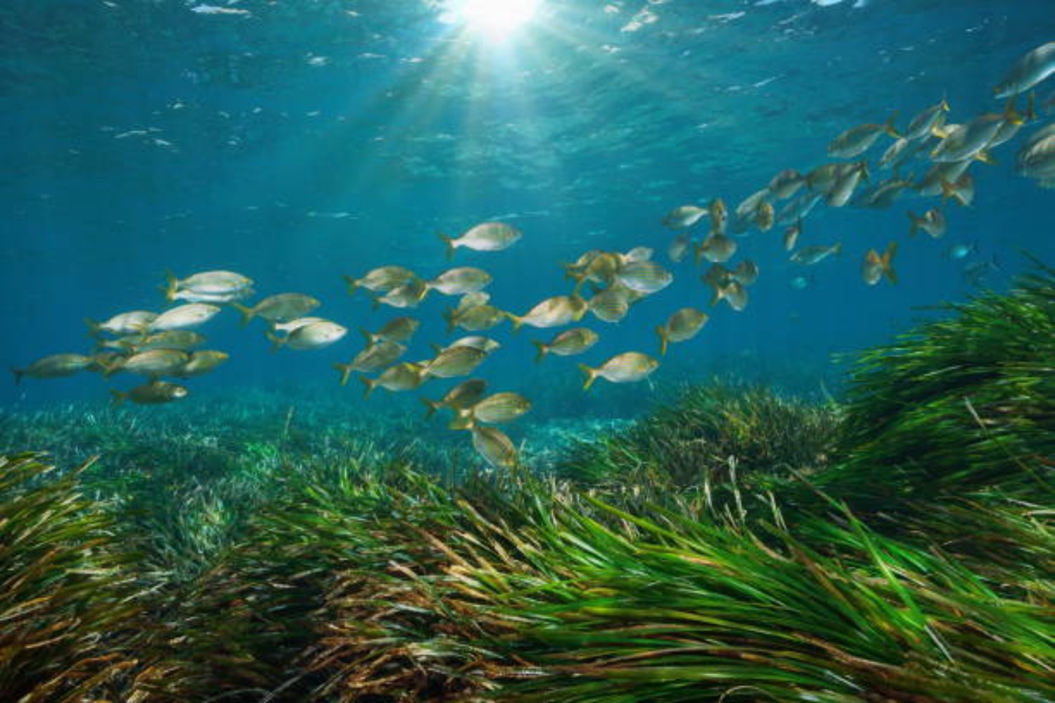 El secreto mejor guardado del Mediterráneo: la planta más longeva del planeta vive en España