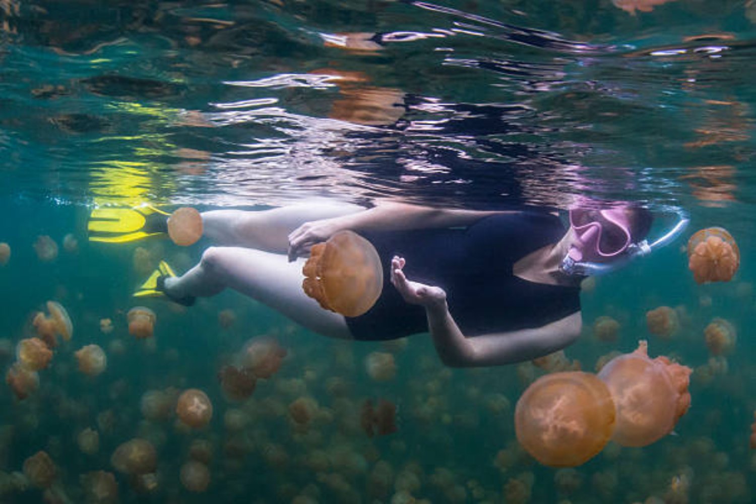El lago de medusas doradas: un ecosistema único en el corazón del Pacífico