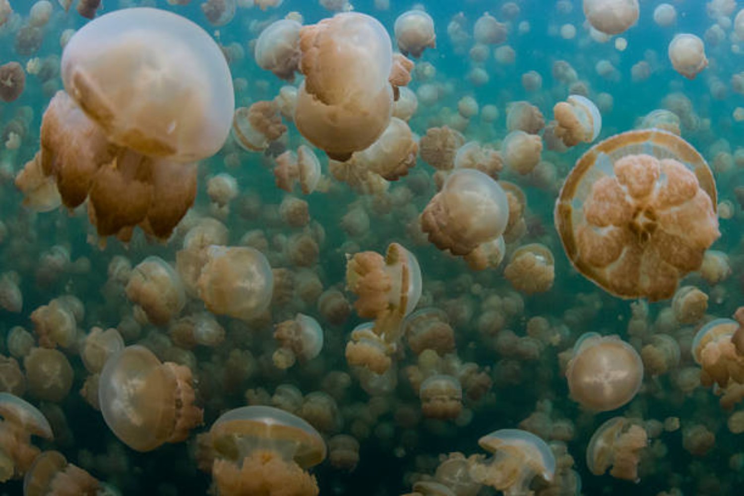 El lago de medusas doradas: un ecosistema único en el corazón del Pacífico