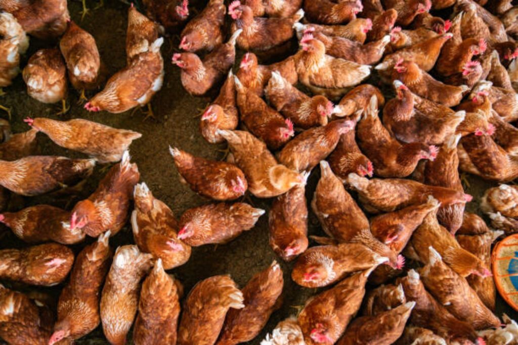 Brasil: El inesperado país latinoamericano que lidera la exportación de huevos a EE. UU.