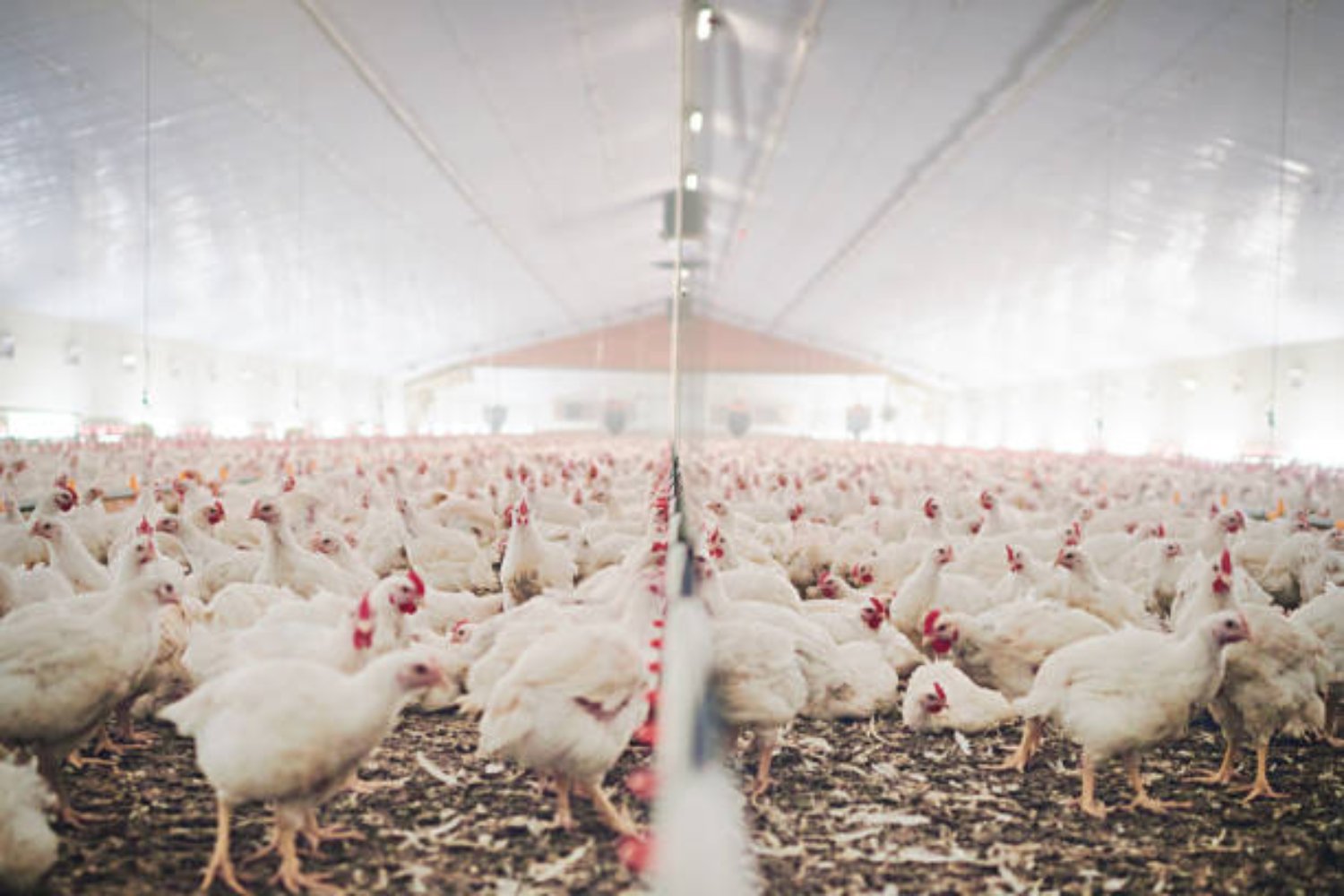 Brasil: El inesperado país latinoamericano que lidera la exportación de huevos a EE. UU.