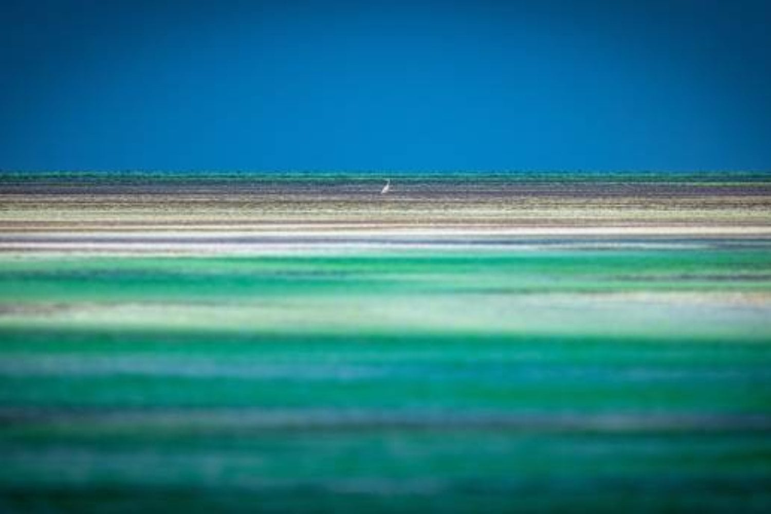 Hallazgo inesperado en el océano Índico: dos criaturas marinas que desafían lo conocido