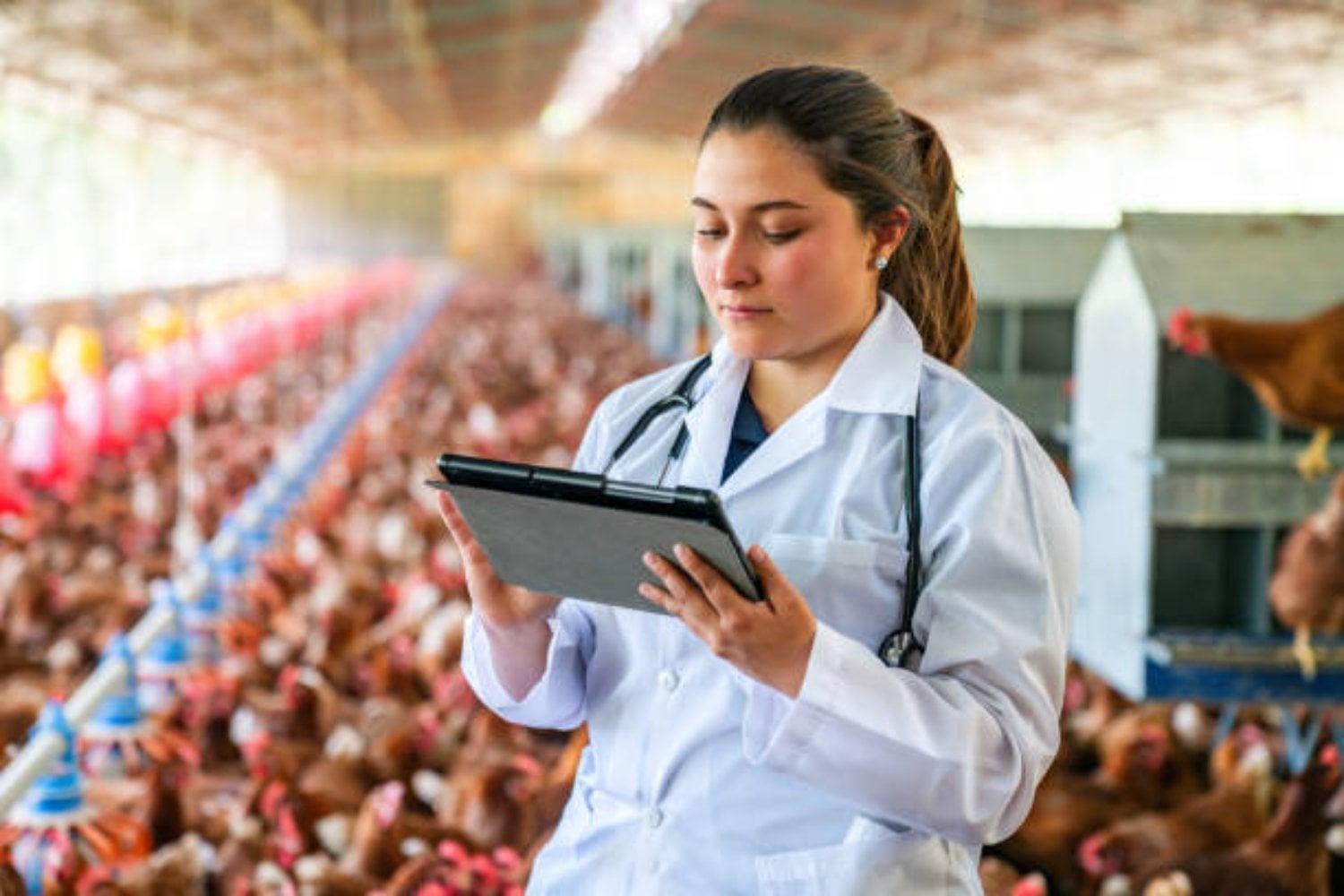 Brasil: El inesperado país latinoamericano que lidera la exportación de huevos a EE. UU.