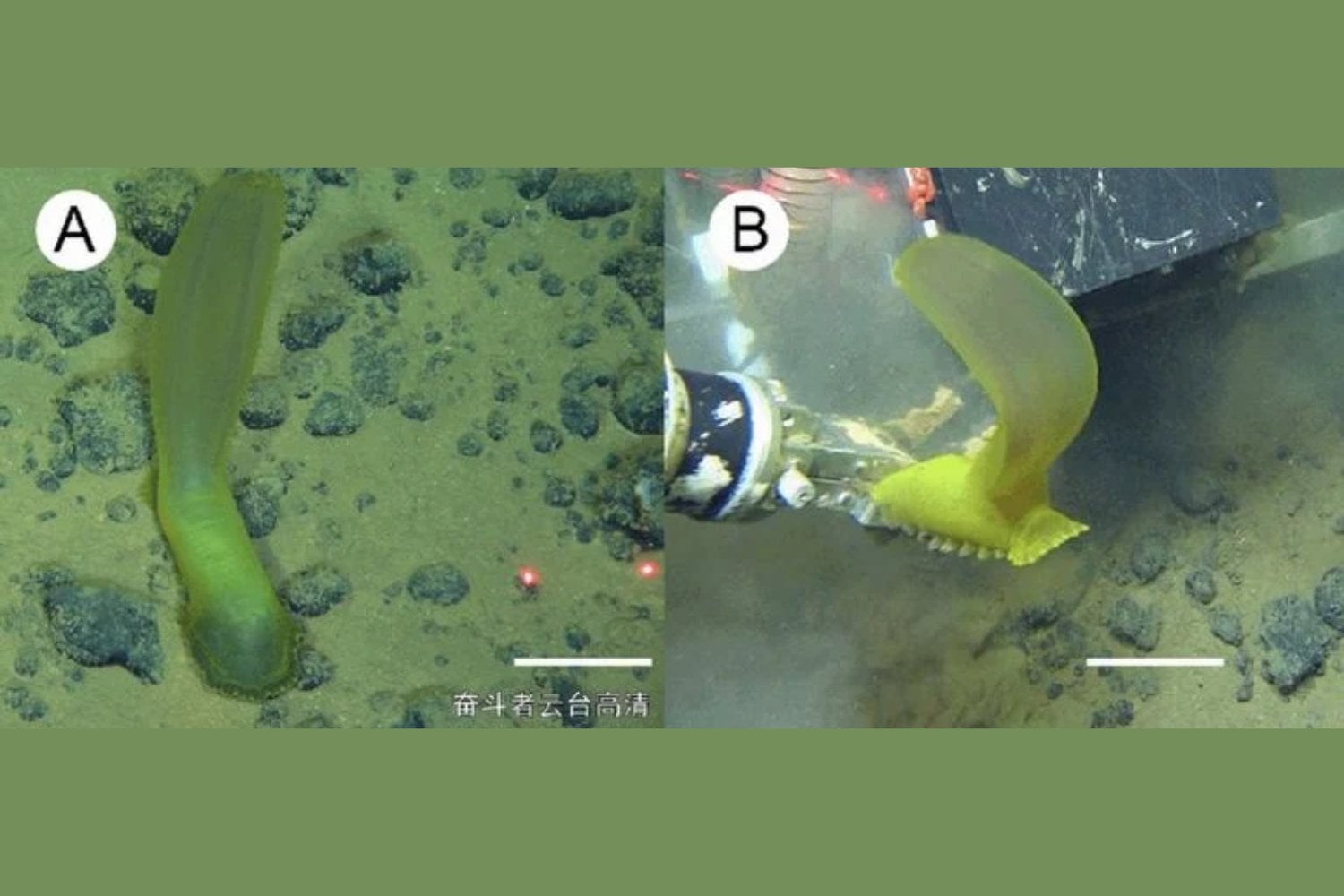 Hallazgo inesperado en el océano Índico: dos criaturas marinas que desafían lo conocido