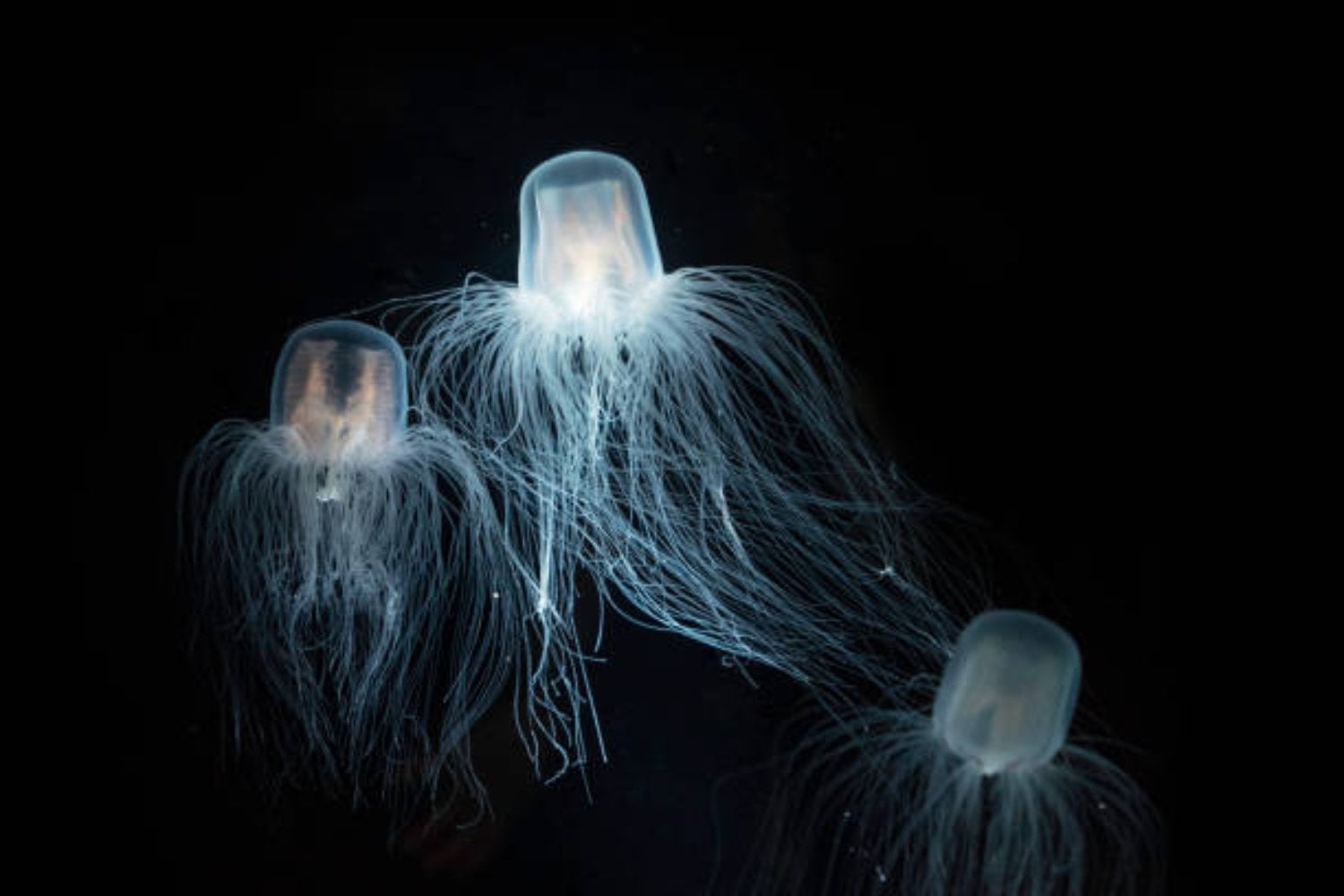 ¿Animales que desafían el tiempo? Estas son las especies más longevas del planeta