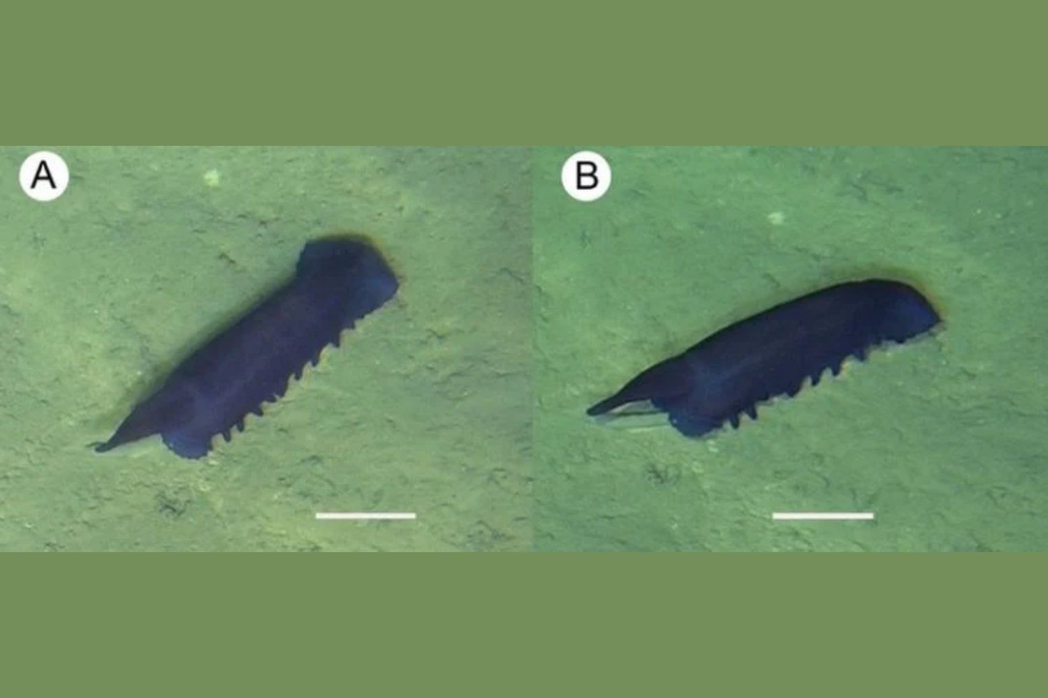 Hallazgo inesperado en el océano Índico: dos criaturas marinas que desafían lo conocido
