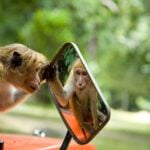 ¿Un peligroso experimento? Por qué los científicos abandonan la idea de crear ‘vida espejo’