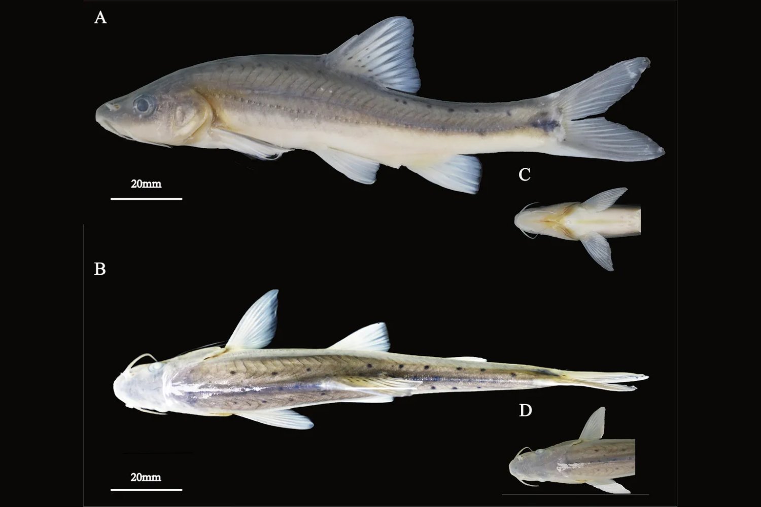 Evolución en Realtime: Un hallazgo en China desafía nos muestra algo inédito y fascinante