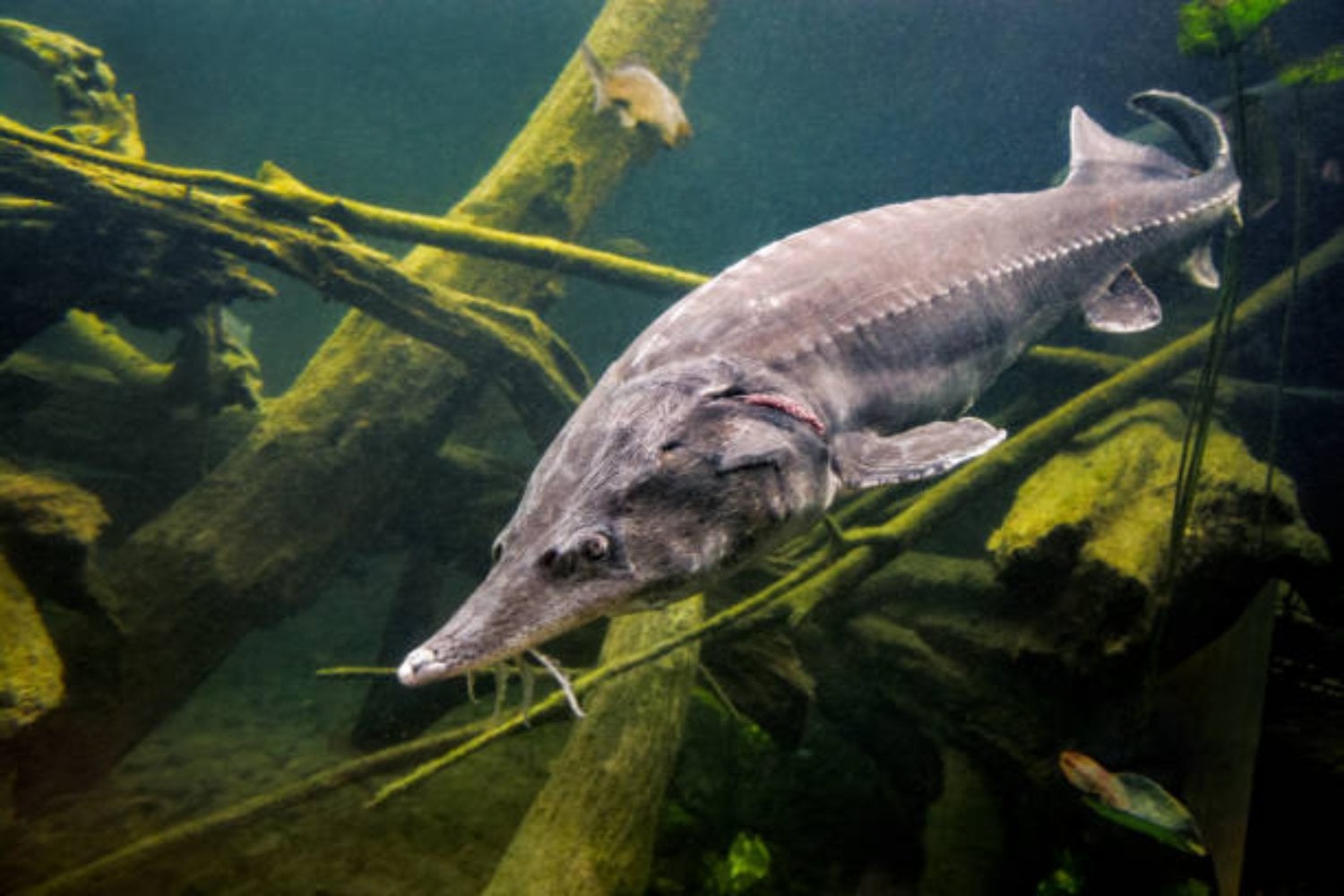 ¿Animales que desafían el tiempo? Estas son las especies más longevas del planeta