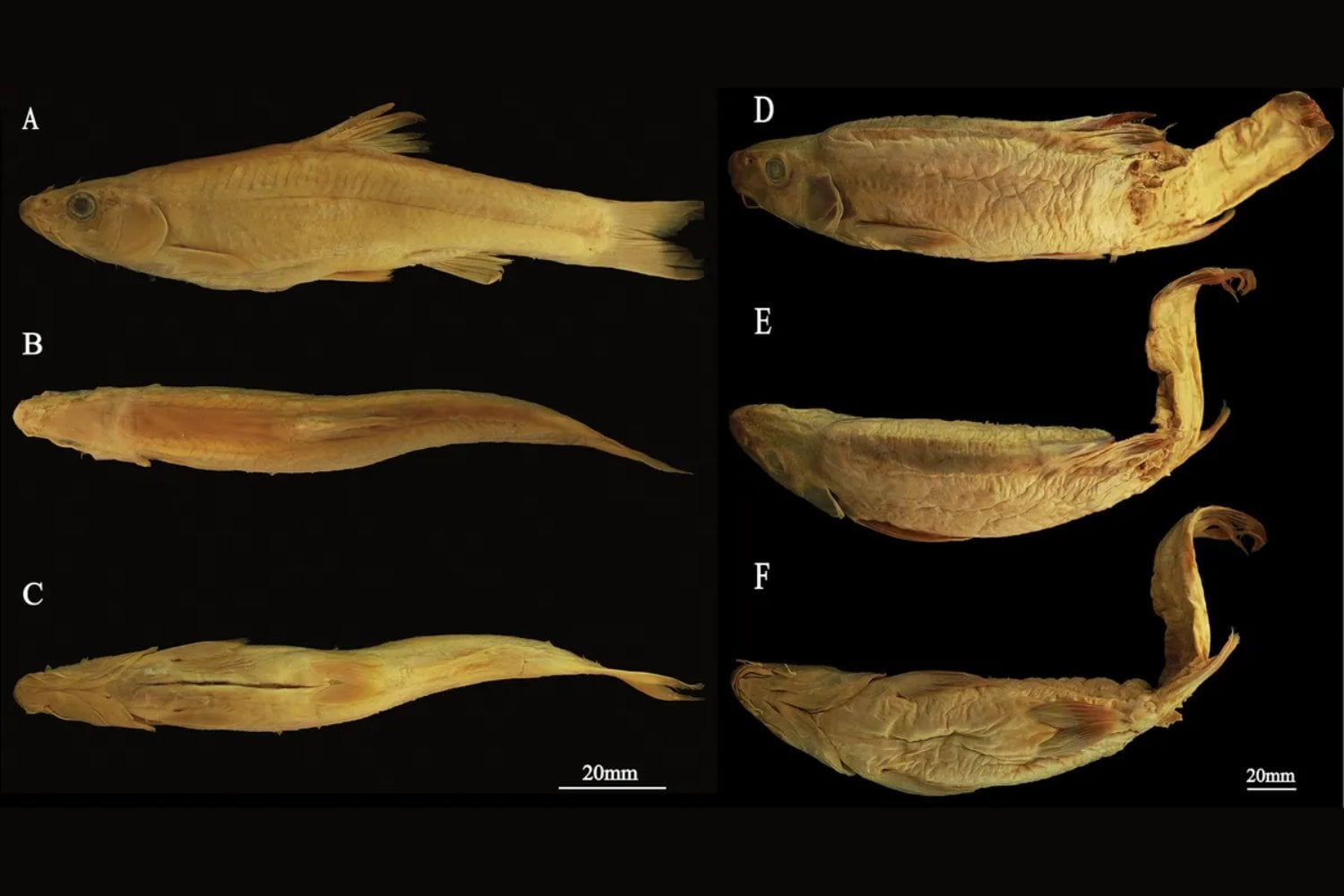 Evolución en Realtime: Un hallazgo en China desafía nos muestra algo inédito y fascinante