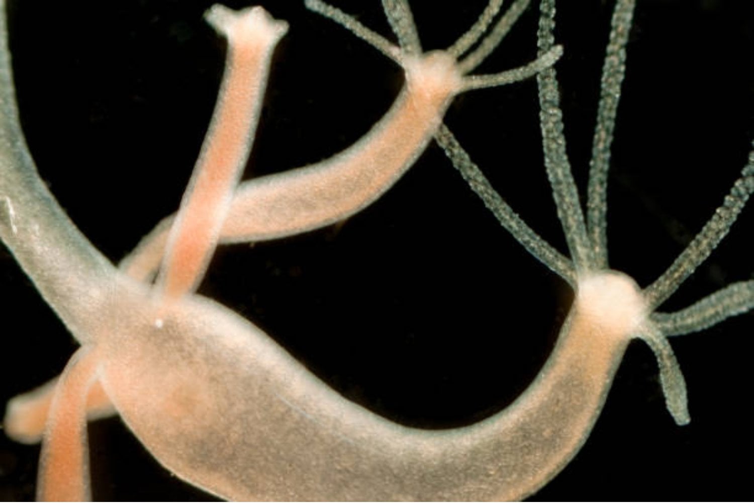 ¿Animales que desafían el tiempo? Estas son las especies más longevas del planeta