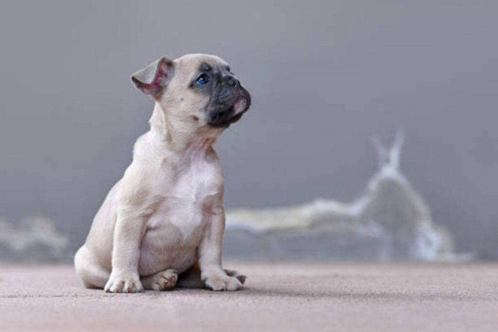 El inesperado giro evolutivo que cambiará a los perros tal como los conocemos