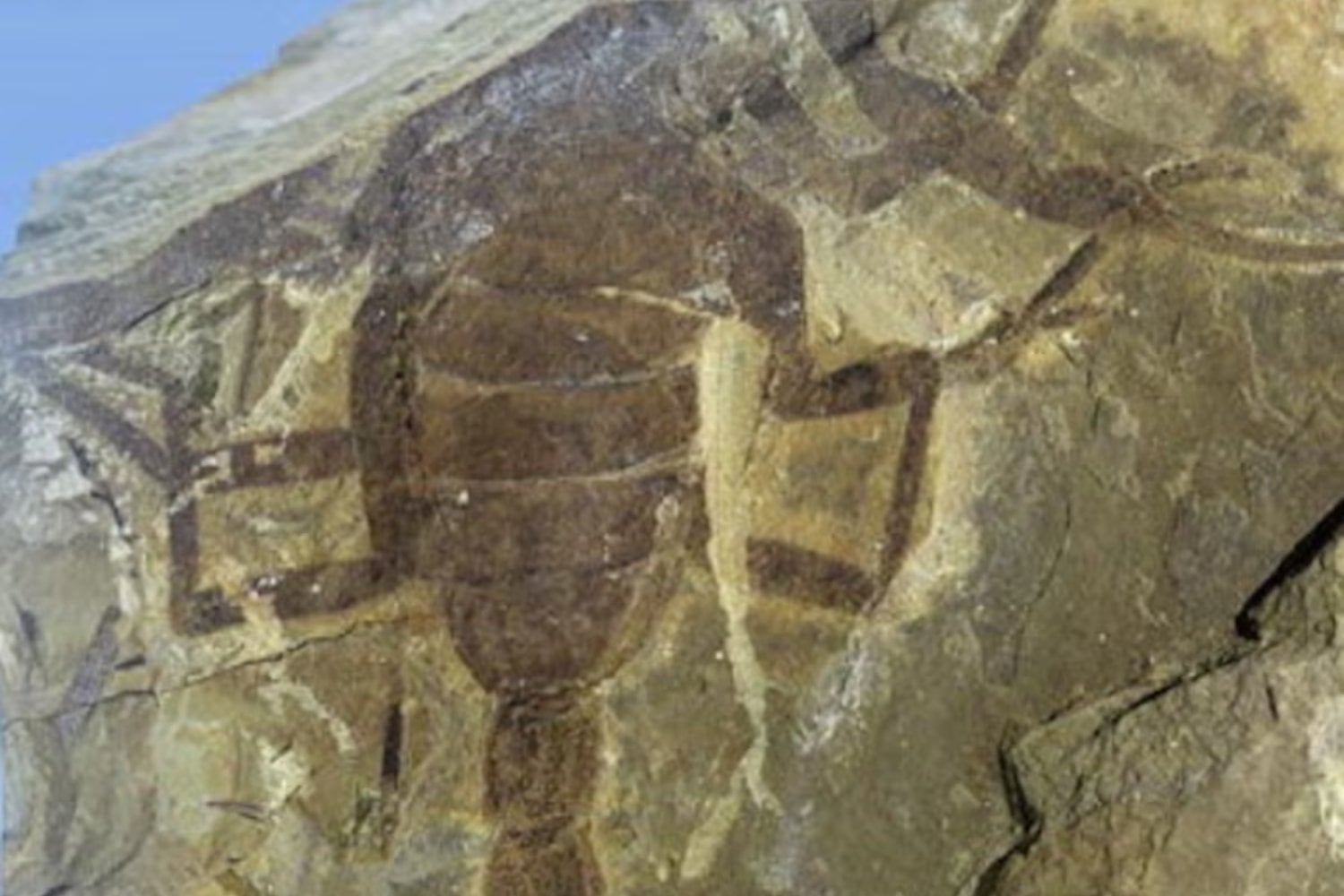 Descubren en China un escorpión prehistórico gigante: habitó la Tierra hace 125 millones de años