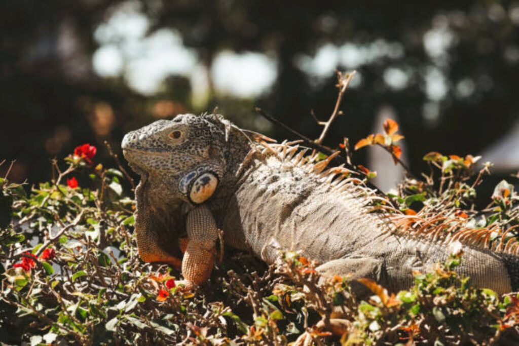 El increíble viaje de las iguanas: ¿cómo cruzaron el Pacífico hace 30 millones de años?
