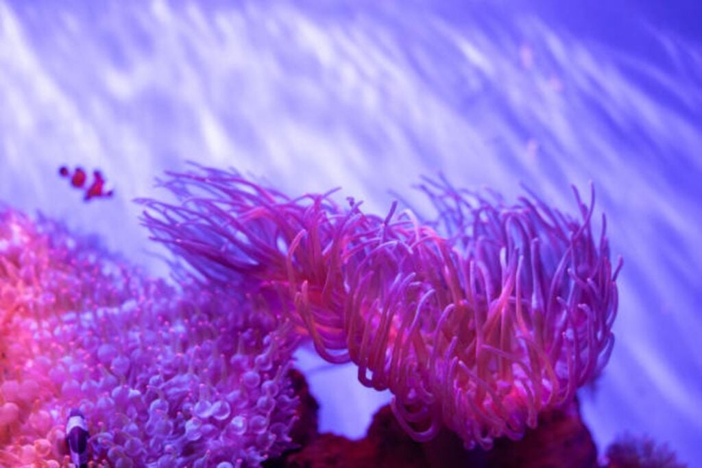 ¿Animales que desafían el tiempo? Estas son las especies más longevas del planeta