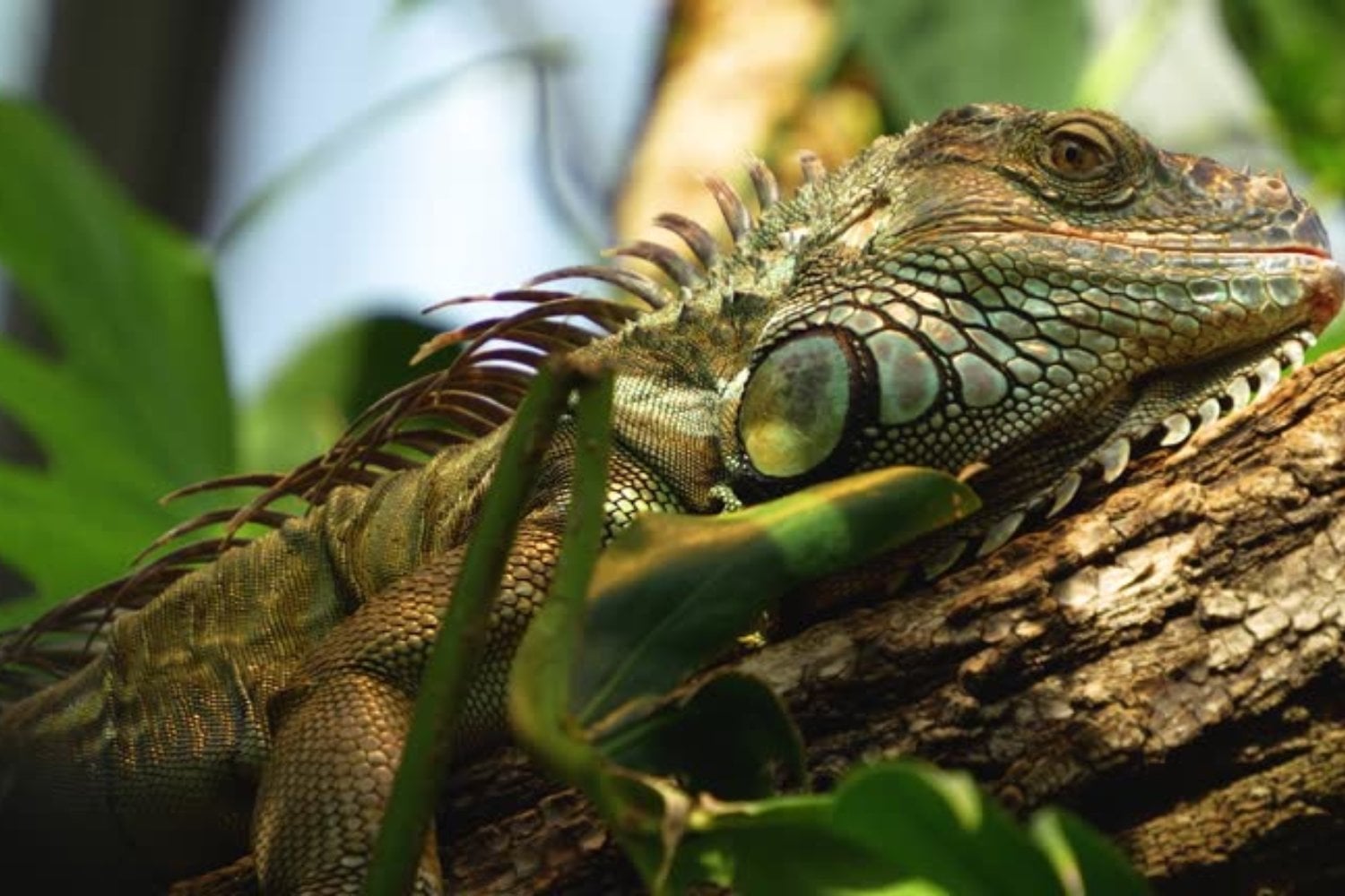 El increíble viaje de las iguanas: ¿cómo cruzaron el Pacífico hace 30 millones de años?