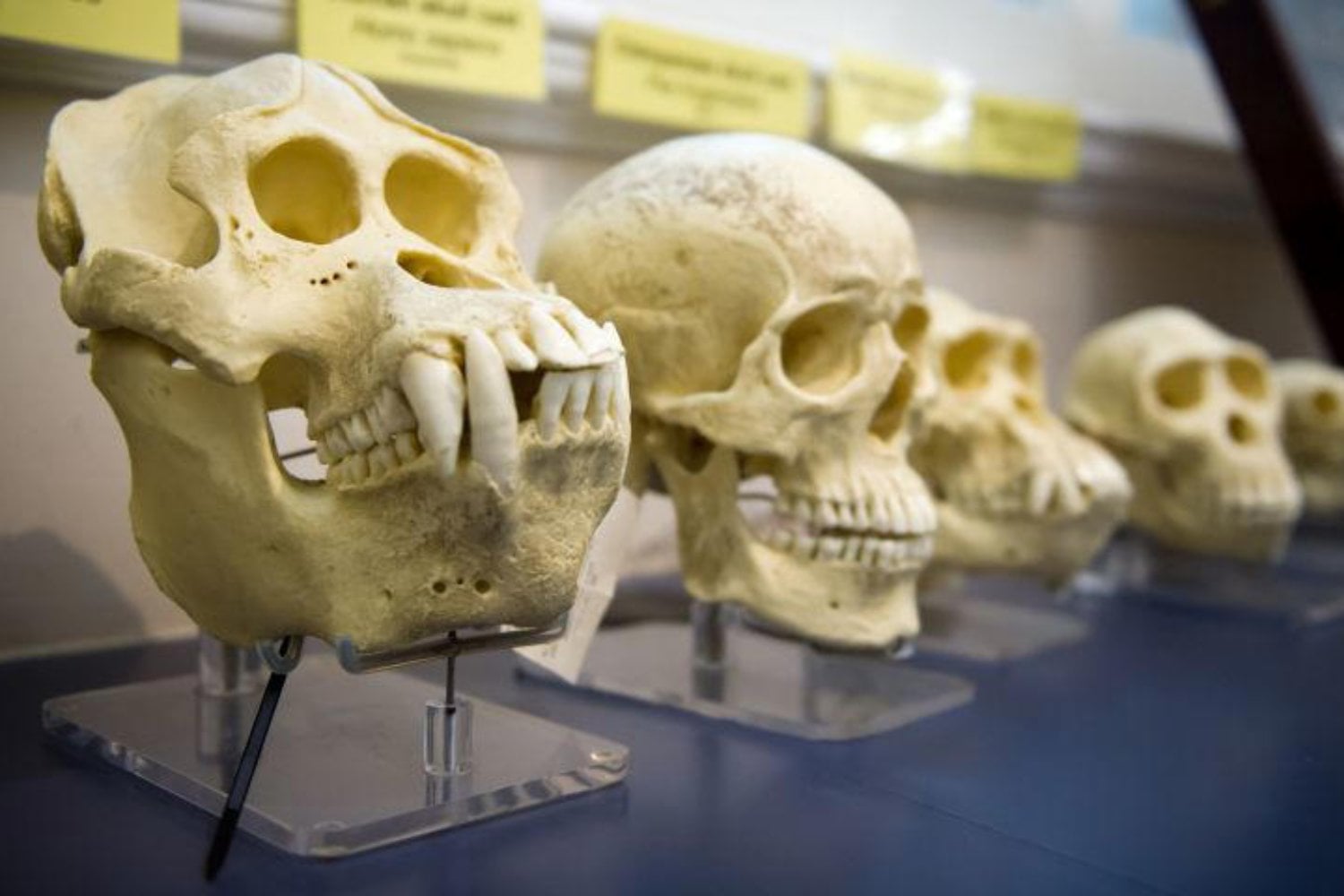 ¿Realmente descendemos de Adán y Eva? El nuevo estudio que cambia la historia de la humanidad