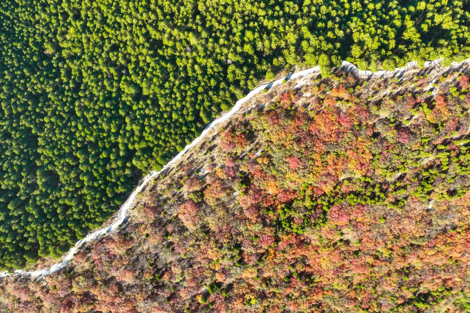 África está movilizando su mayor revolución ambiental: ¿qué hay detrás de este proyecto colosal?