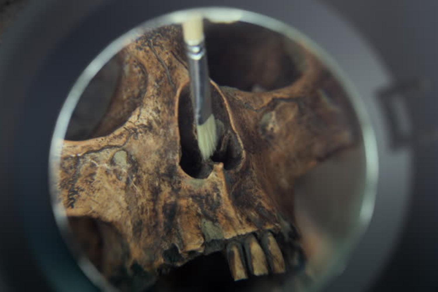 ¿Realmente descendemos de Adán y Eva? El nuevo estudio que cambia la historia de la humanidad