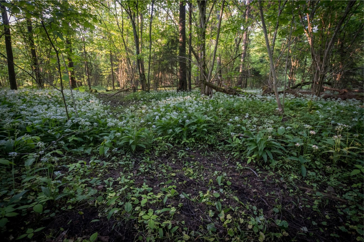 Diseño Sin Título (50)