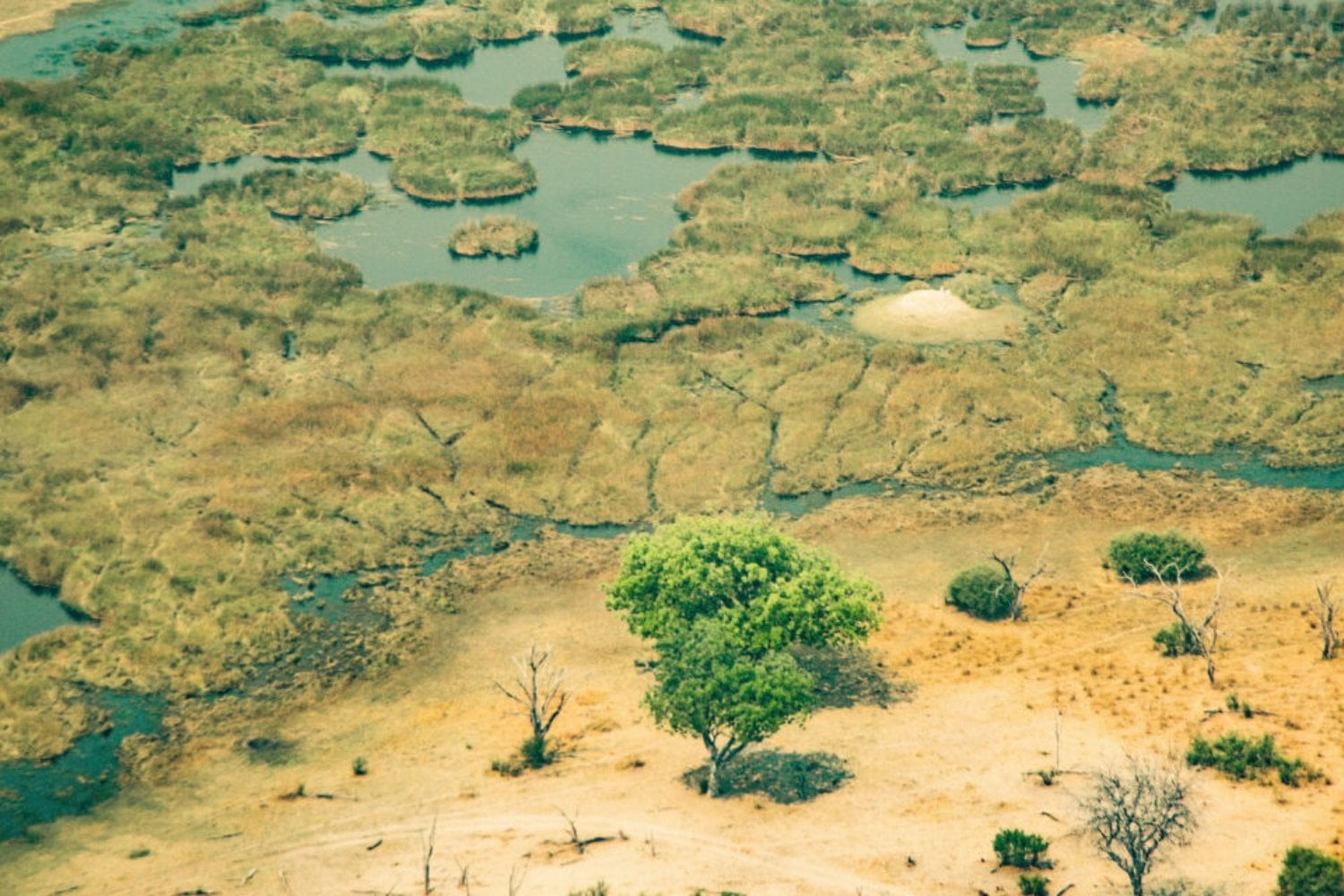 África está movilizando su mayor revolución ambiental: ¿qué hay detrás de este proyecto colosal?