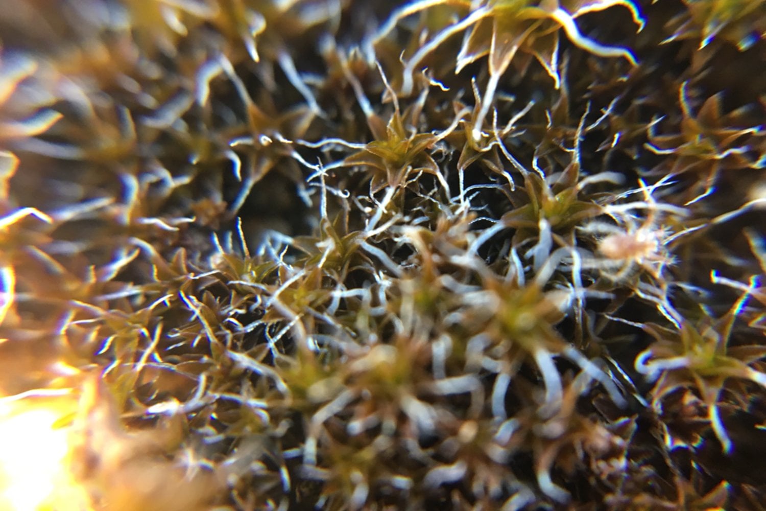 El inesperado hallazgo que podría cambiar la colonización de Marte