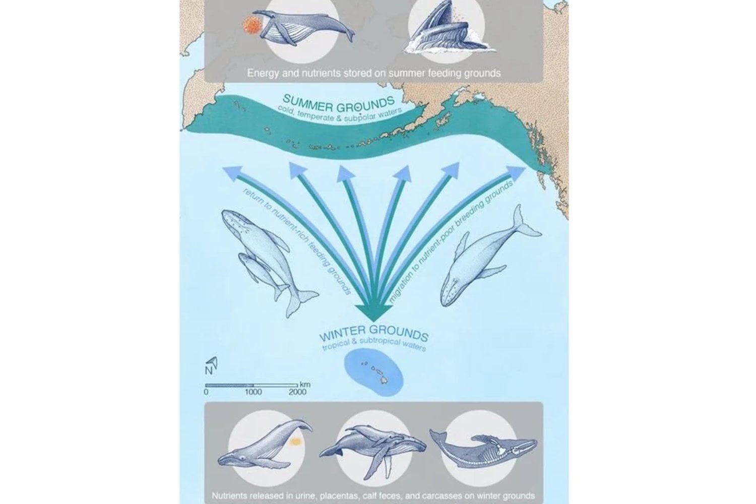 Las ballenas tienen un secreto: cómo su orina y sus desechos sostienen la vida marina