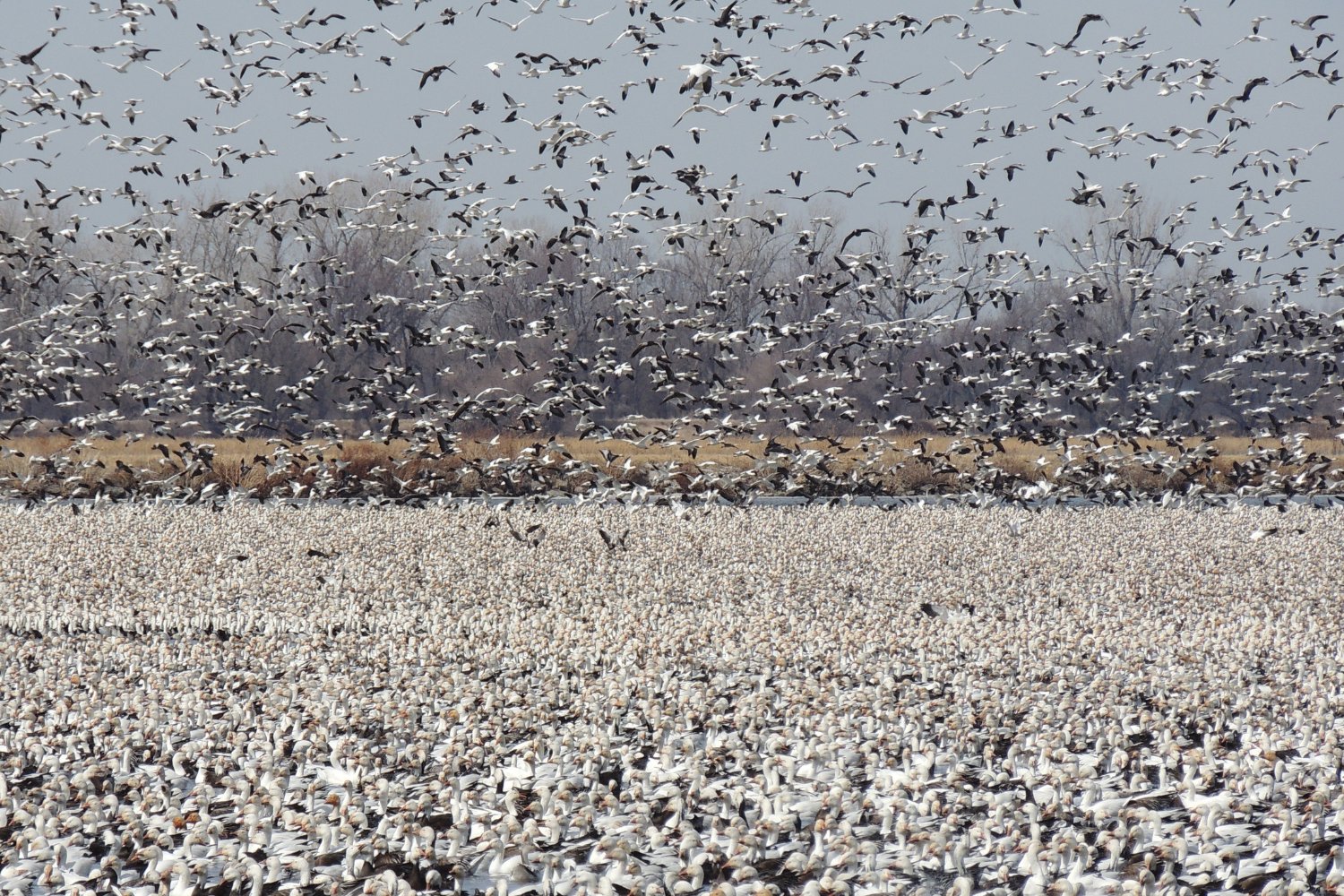 La verdad sobre el extraño comportamiento de las aves: ¿las granjas solares son realmente culpables?