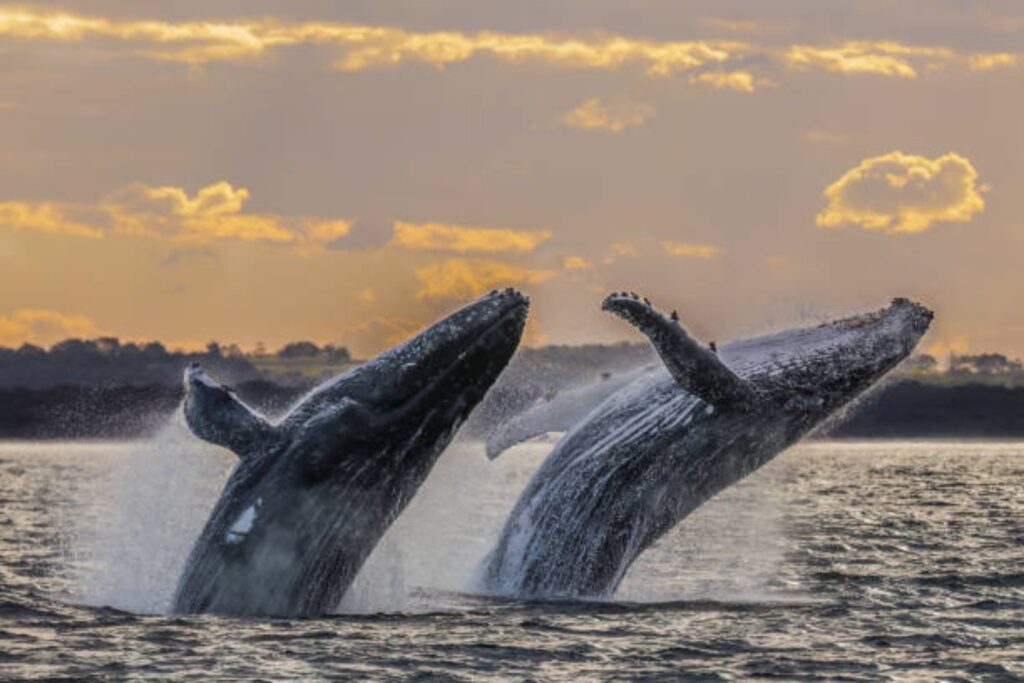 Las ballenas tienen un secreto: cómo su orina y sus desechos sostienen la vida marina