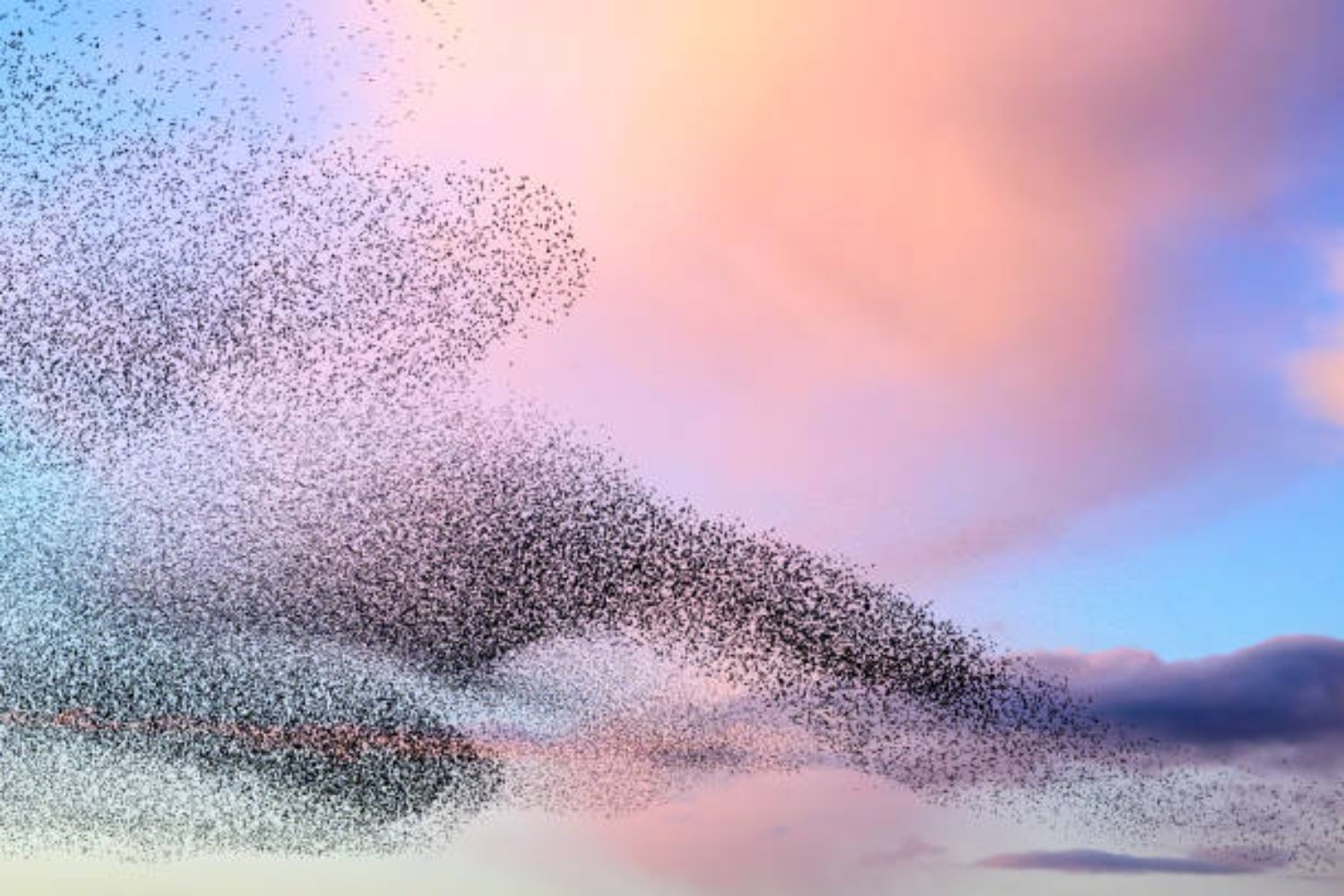 La verdad sobre el extraño comportamiento de las aves: ¿las granjas solares son realmente culpables?