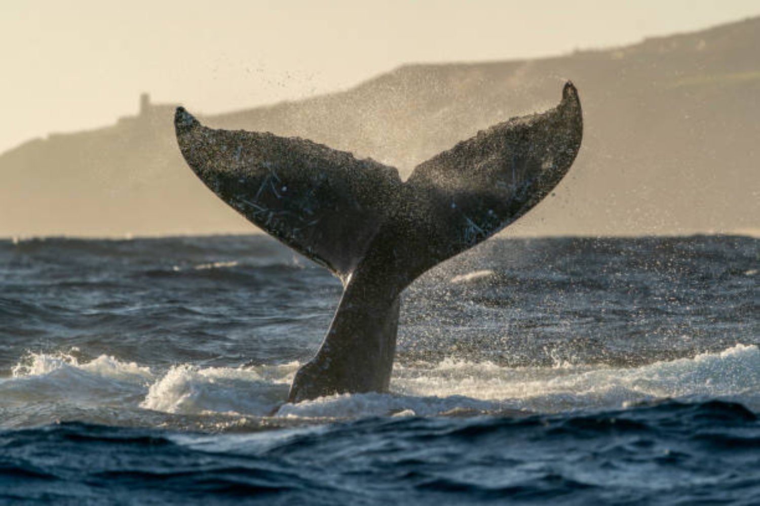 Las ballenas tienen un secreto: cómo su orina y sus desechos sostienen la vida marina