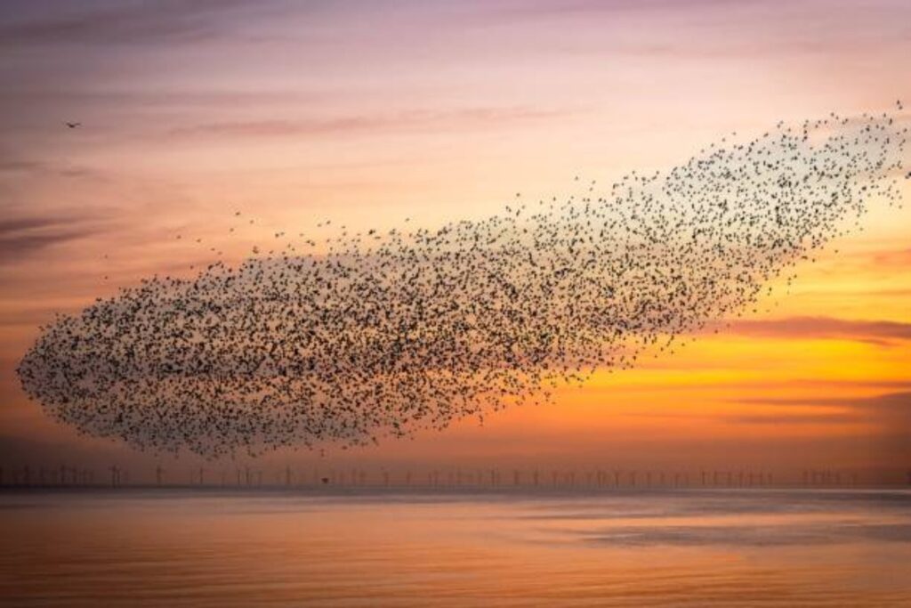 La verdad sobre el extraño comportamiento de las aves: ¿las granjas solares son realmente culpables?