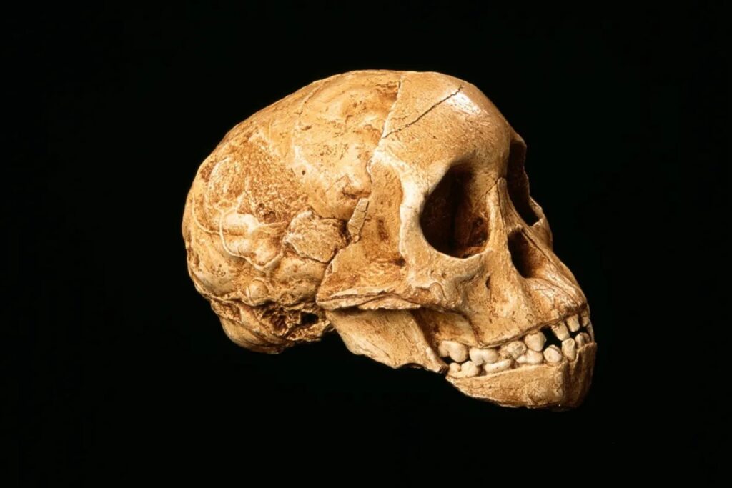 El hallazgo que cambió la historia humana: el niño de Taung y su impactante legado