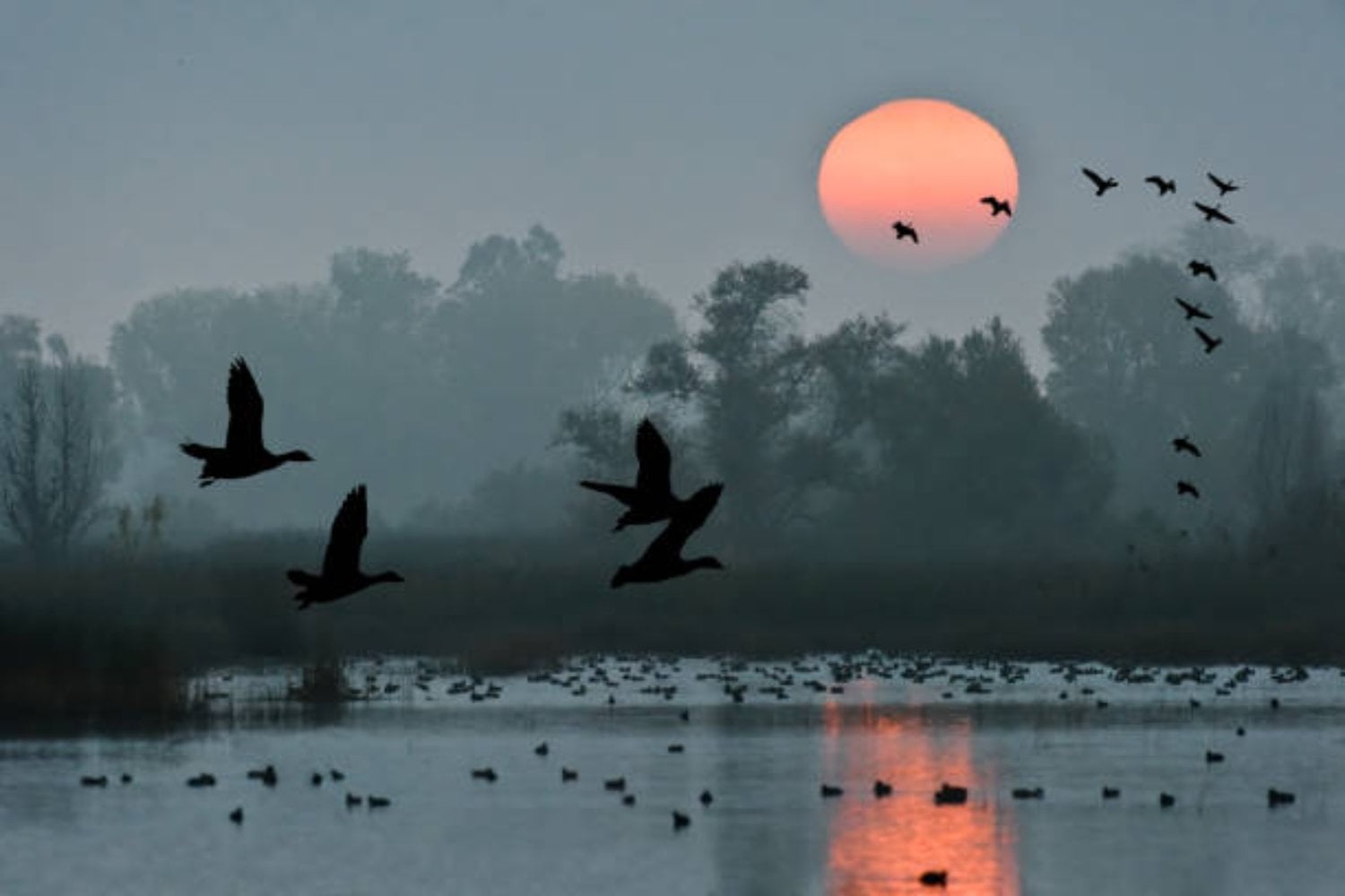 La verdad sobre el extraño comportamiento de las aves: ¿las granjas solares son realmente culpables?