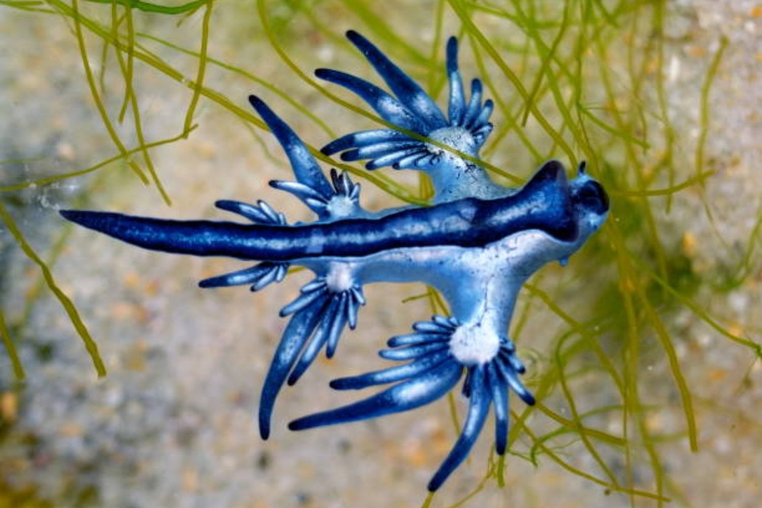El regreso del depredador más hermoso del océano: se acerca la temporada de dragones azules en América Latina y España