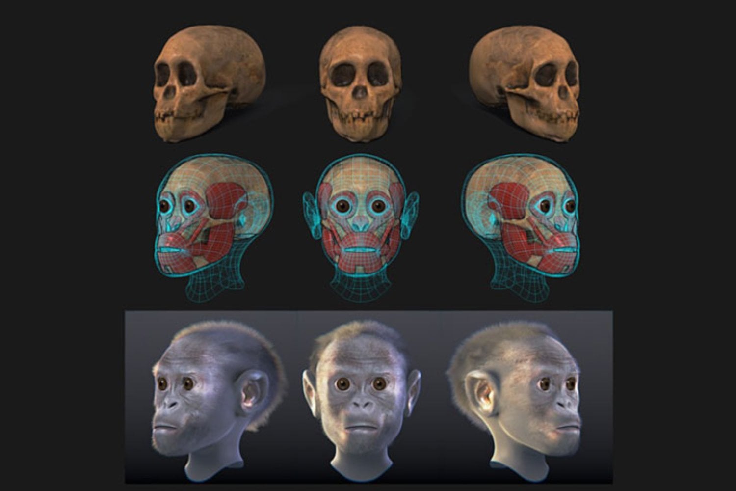 El hallazgo que cambió la historia humana: el niño de Taung y su impactante legado