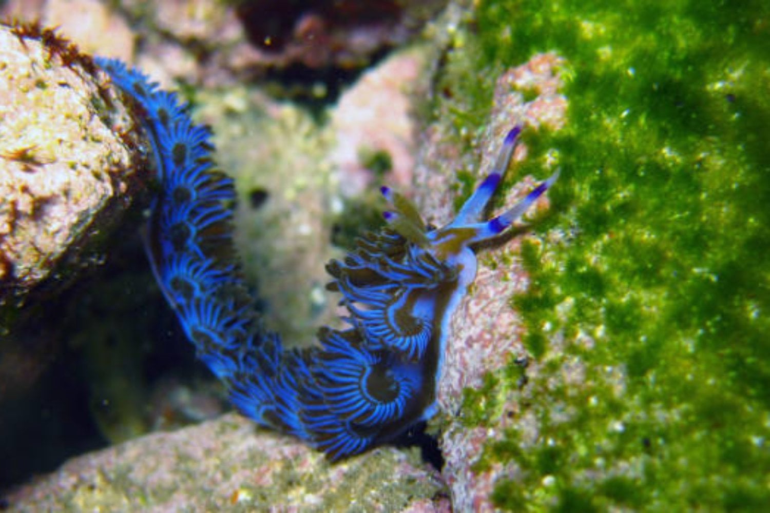 El regreso del depredador más hermoso del océano: se acerca la temporada de dragones azules en América Latina y España