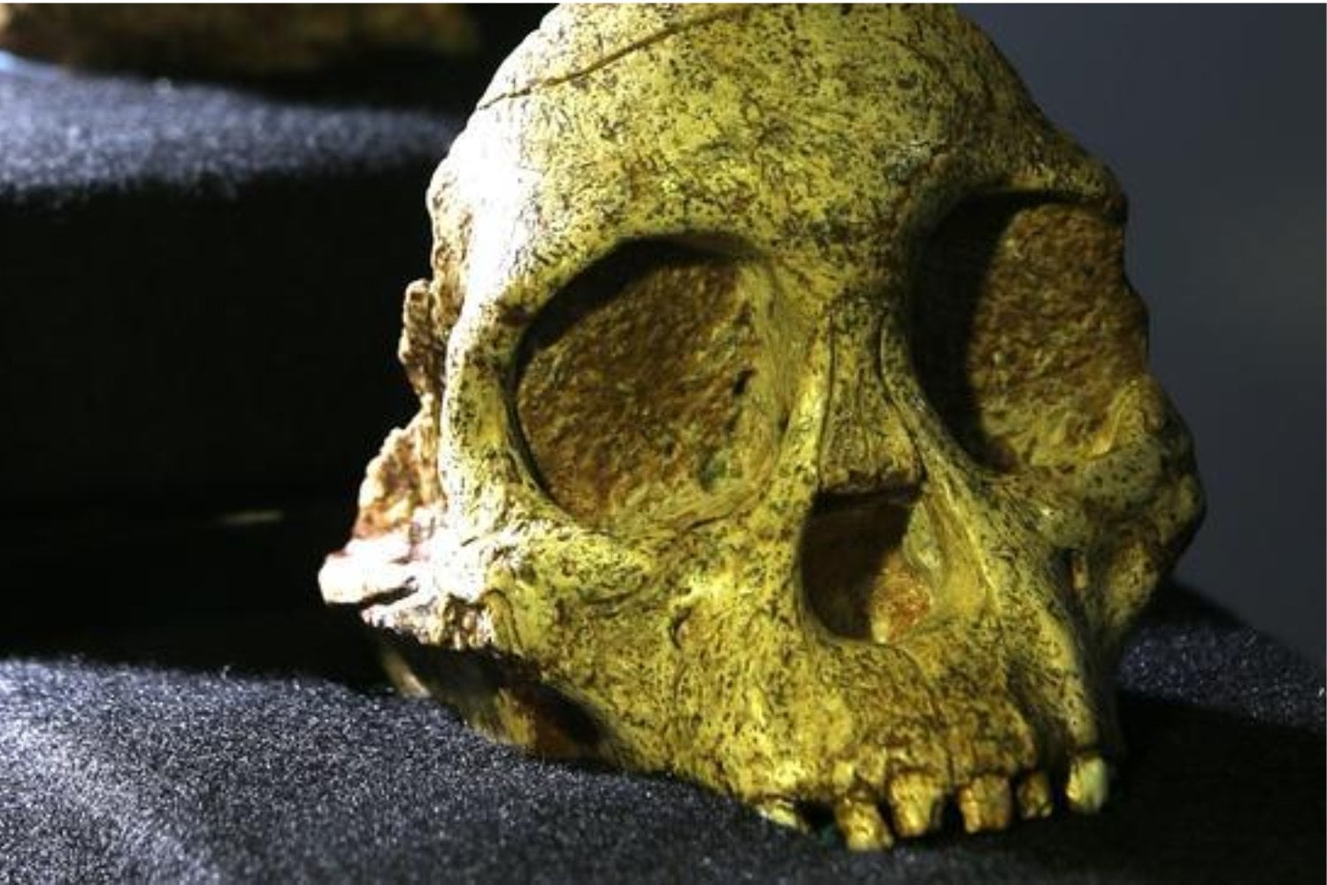 El hallazgo que cambió la historia humana: el niño de Taung y su impactante legado