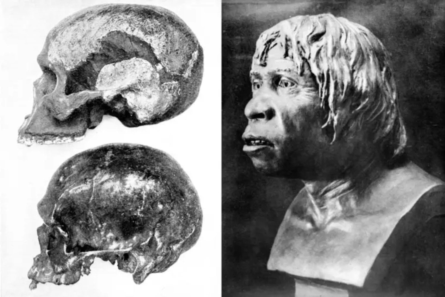 El hallazgo que cambió la historia humana: el niño de Taung y su impactante legado