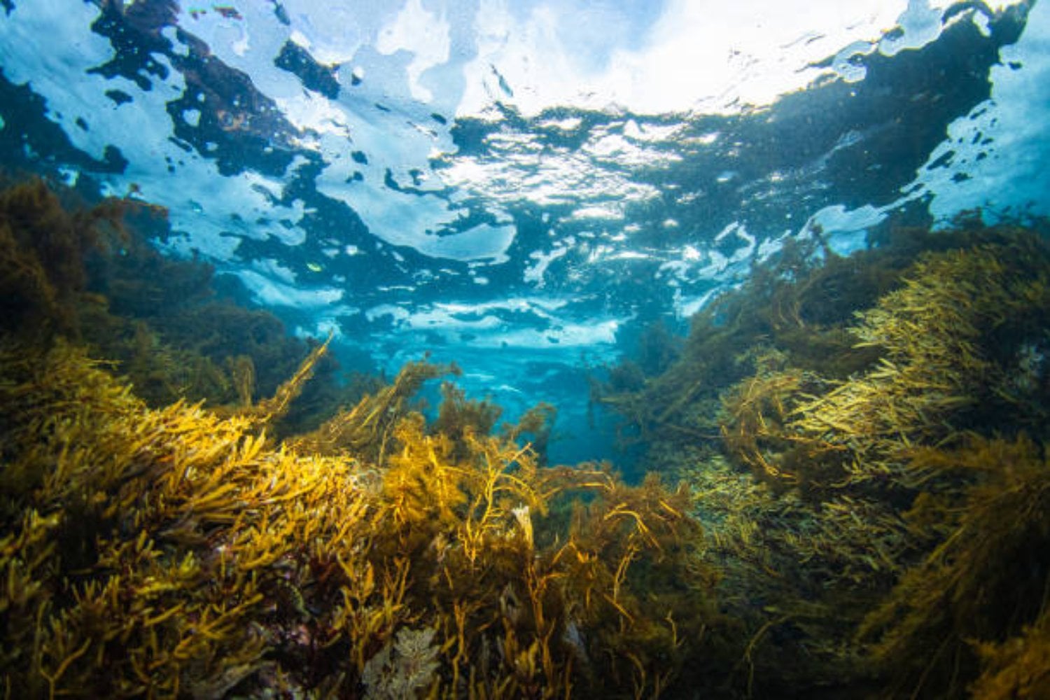 Algas marinas: Islandia revive un alimento milenario con una revolución tecnológica: ¿qué está pasando?