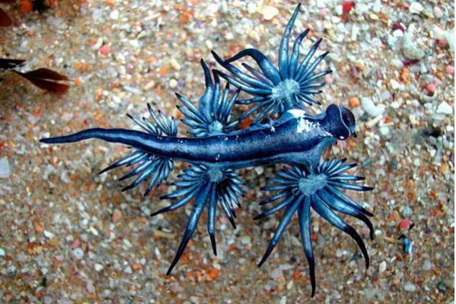 El regreso del depredador más hermoso del océano: se acerca la temporada de dragones azules en América Latina y España