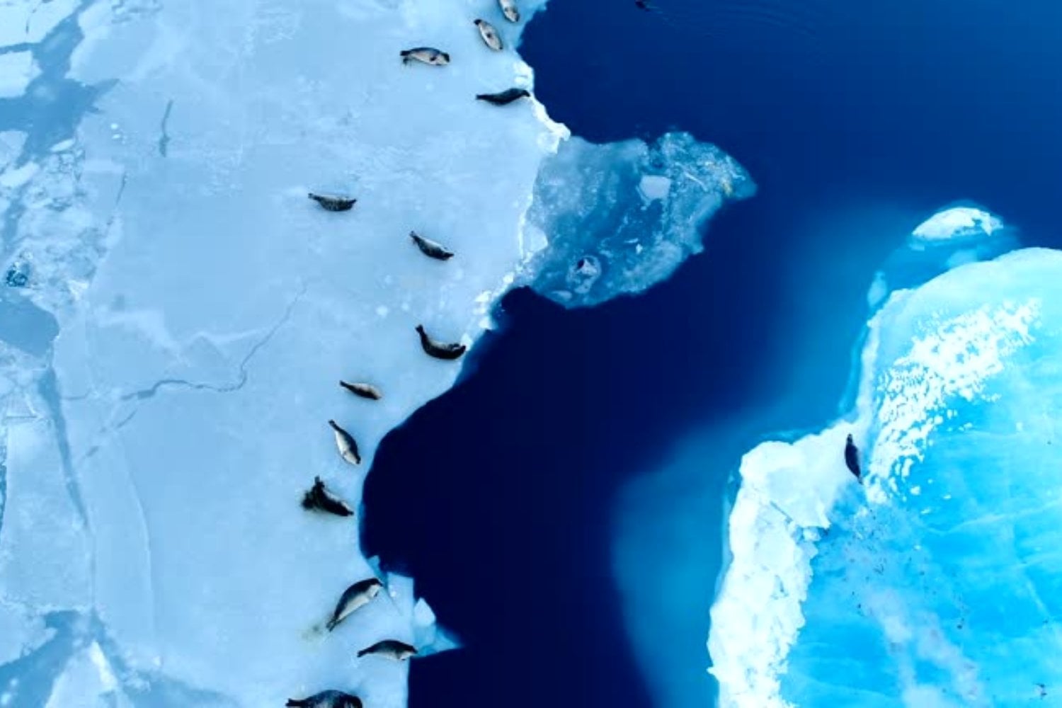 El iceberg más grande del mundo se detiene: ¿qué significa para la fauna y la pesca?