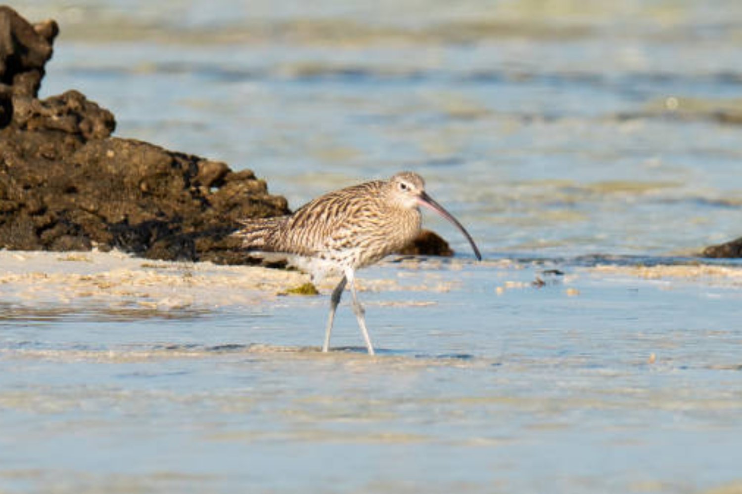 Desapareció sin dejar rastro: el misterio del zarapito fino, el primer pájaro europeo en extinguirse