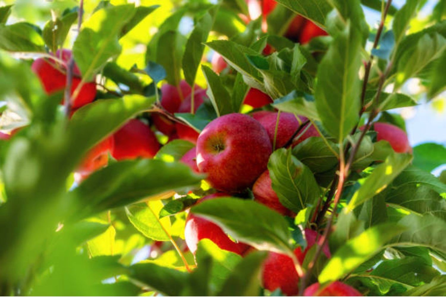 La fruta con la que compartes casi la mitad de tu ADN: la coincidencia con la manzana que pocos conocen