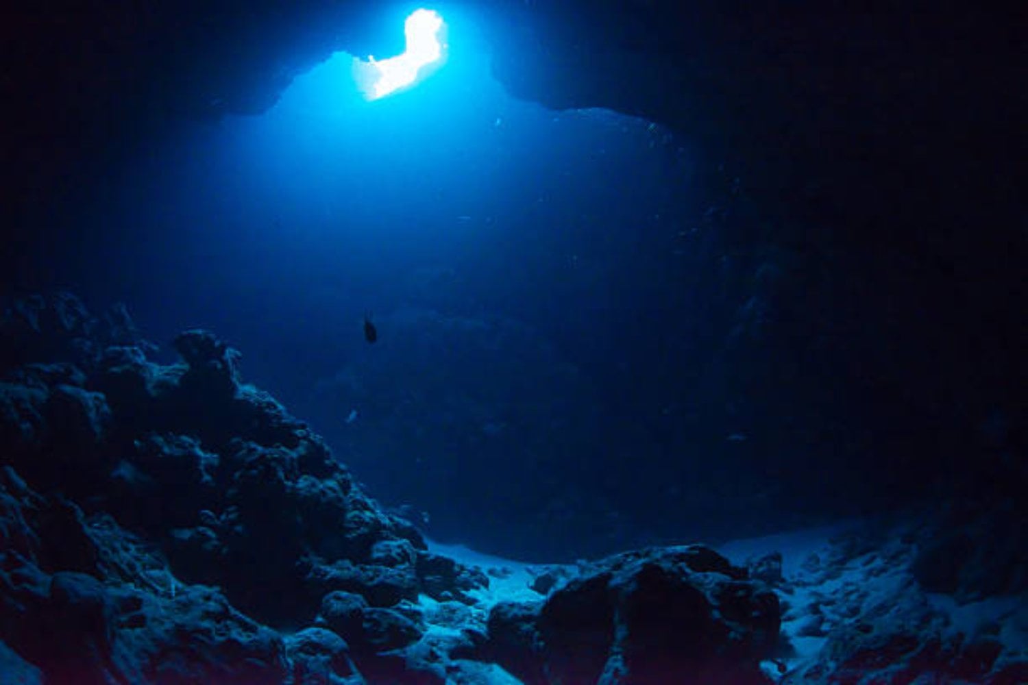 Criaturas ocultas en el abismo: los ecosistemas secretos descubiertos en el fondo oceánico