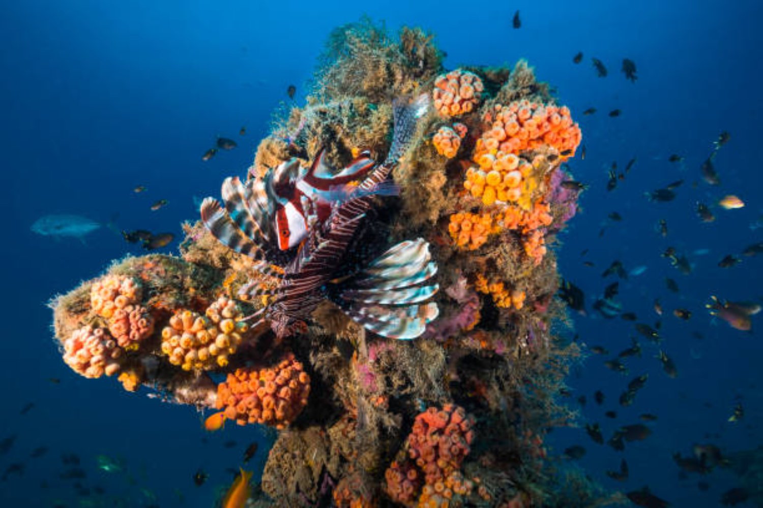 Criaturas ocultas en el abismo: los ecosistemas secretos descubiertos en el fondo oceánico
